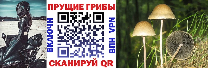 Купить закладки Костерёво Псилоцибиновые грибы Psilocybe